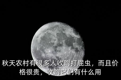 秋天農村有很多人收購打屁蟲，而且價格很貴，收購它們有什么用