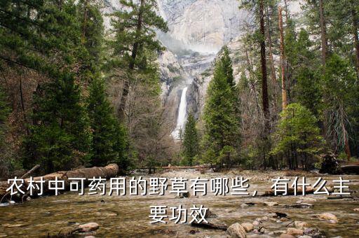 農(nóng)村中可藥用的野草有哪些，有什么主要功效