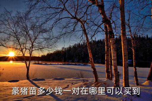 豪豬苗多少錢(qián)一對(duì)在哪里可以買(mǎi)到