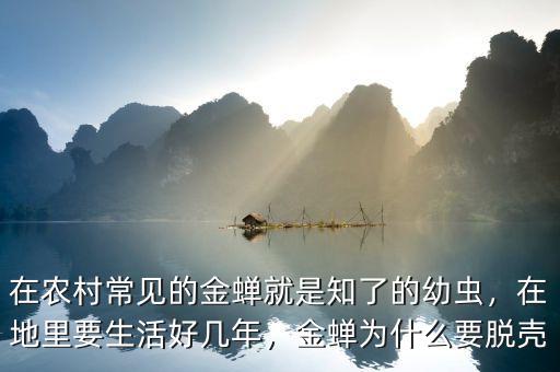 在農(nóng)村常見的金蟬就是知了的幼蟲，在地里要生活好幾年，金蟬為什么要脫殼