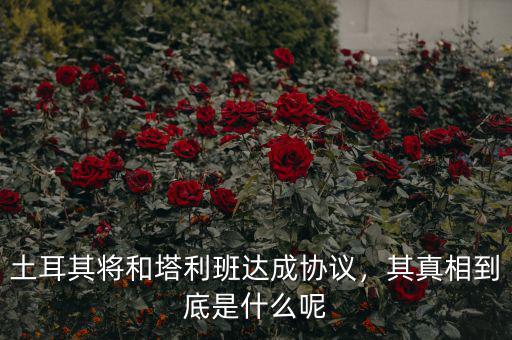 土耳其將和塔利班達(dá)成協(xié)議，其真相到底是什么呢