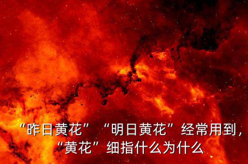 “昨日黃花”“明日黃花”經(jīng)常用到，“黃花”細(xì)指什么為什么