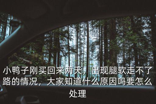 小鴨子剛買回來兩天，出現(xiàn)腿軟走不了路的情況，大家知道什么原因嗎要怎么處理