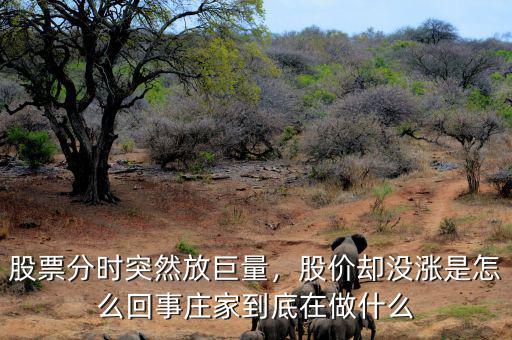 股票分時突然放巨量，股價卻沒漲是怎么回事莊家到底在做什么