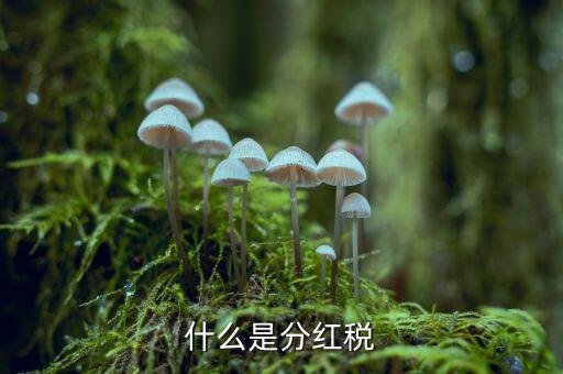 什么叫稅收紅利，什么是紅利稅企業(yè)交企業(yè)所得稅后分紅給個人還需要交個人所得稅不
