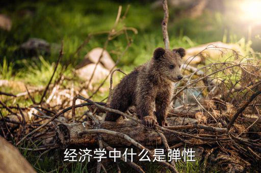 什么是利潤(rùn)彈性，經(jīng)濟(jì)學(xué)中什么是彈性