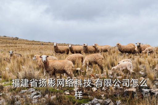  福建省揚彬網(wǎng)絡科技 有限公司怎么樣