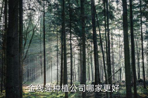 金線(xiàn)蓮種植公司哪家更好