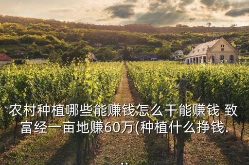 農村種植哪些能賺錢怎么干能賺錢 致富經一畝地賺60萬(種植什么掙錢...