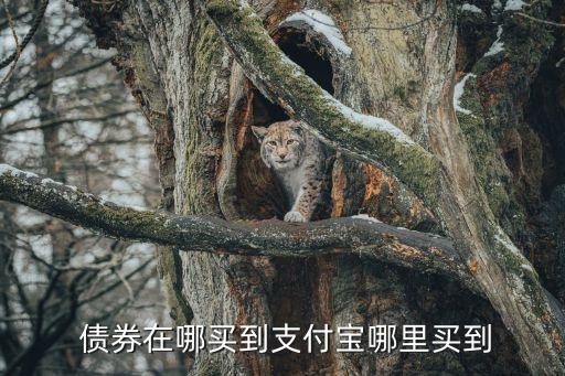 怎么購(gòu)買債券基金,購(gòu)買債券基金最好觀察多久