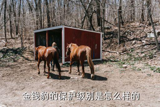 郵儲(chǔ)銀行金錢(qián)豹活動(dòng)